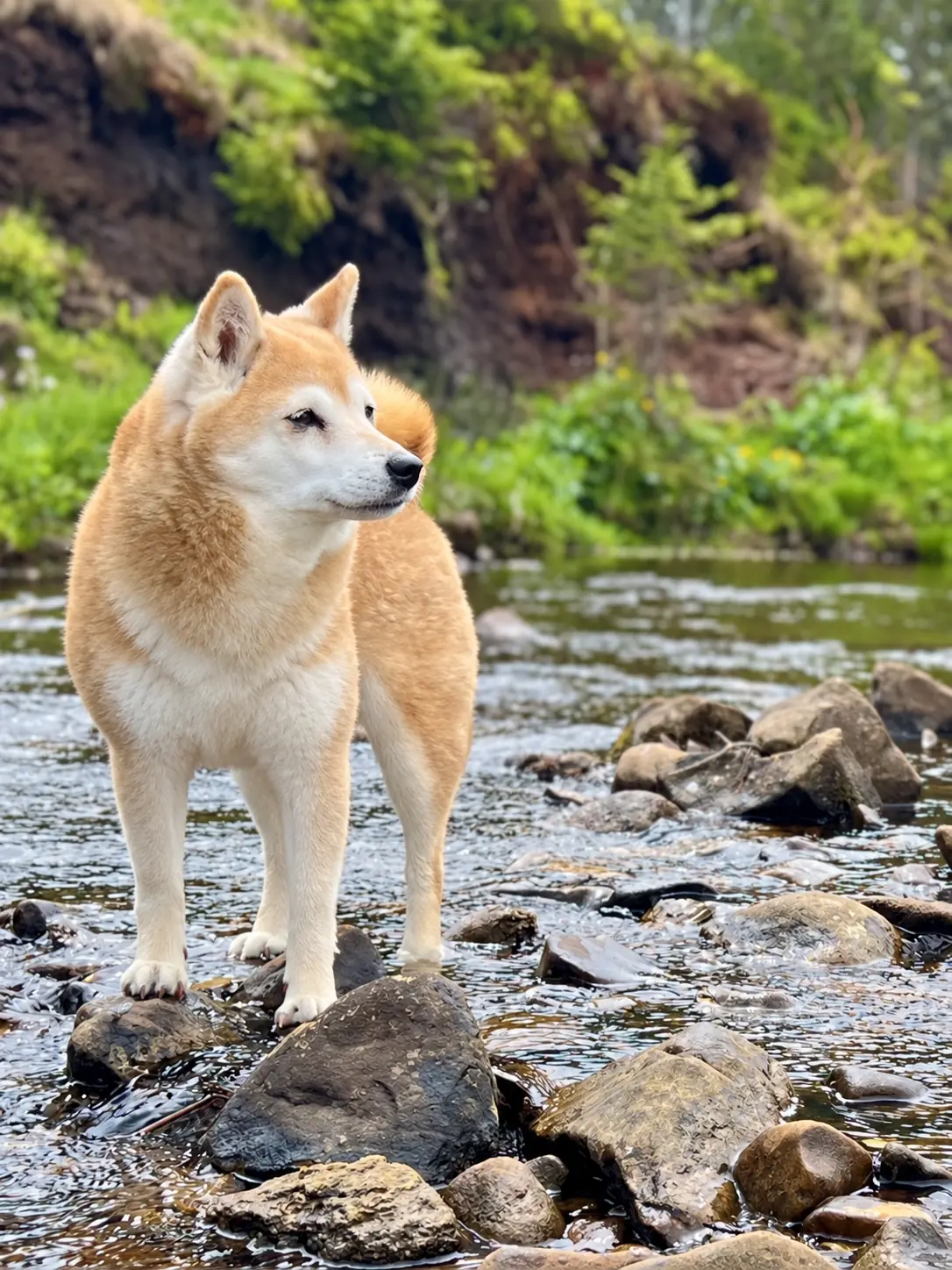 Ayumi steht aufmerksam in einem flachen Bach inmitten einer naturnahen Umgebung.