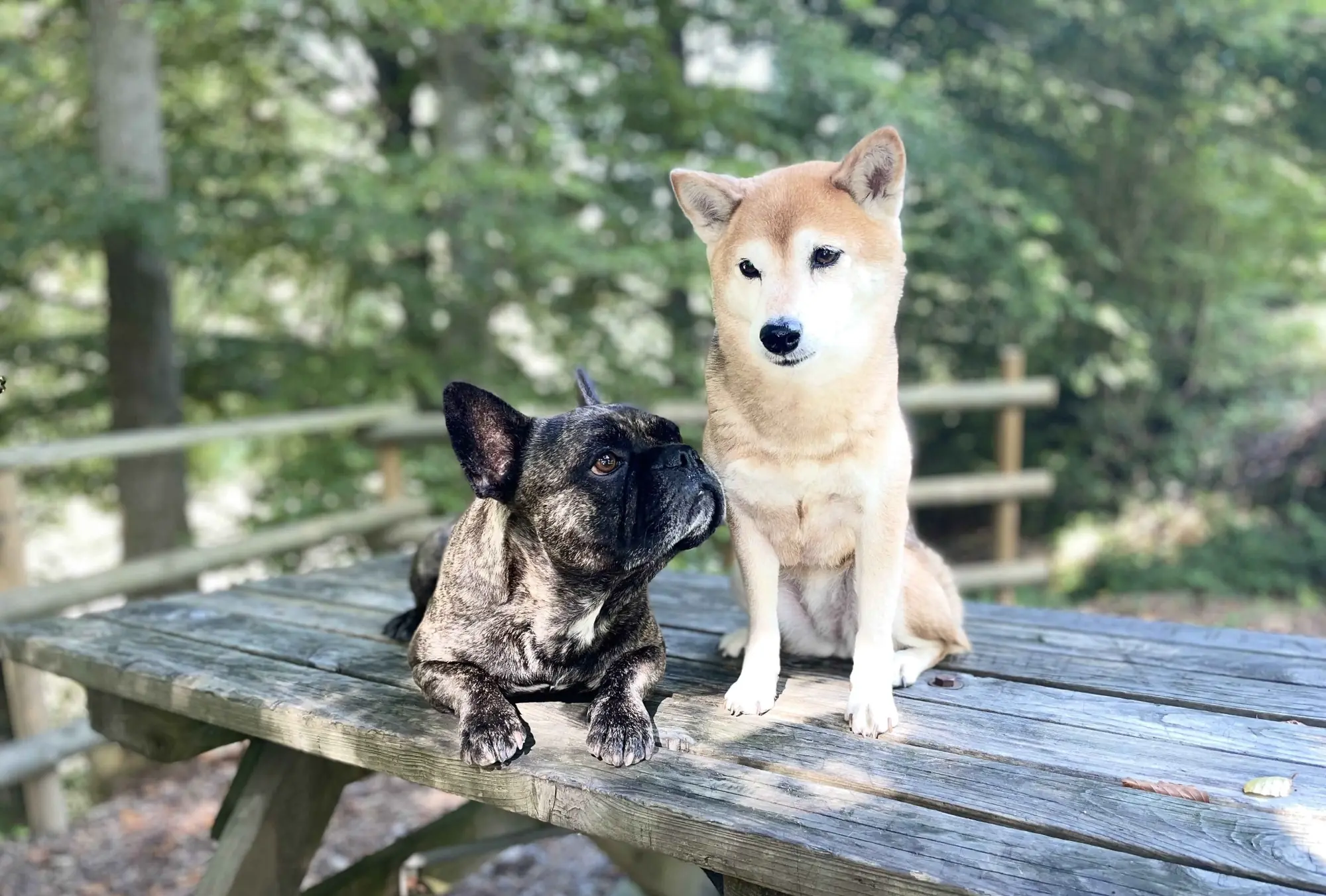 Kostas sitzt links und Ayumi rechts auf einer Holzbank im Wald.