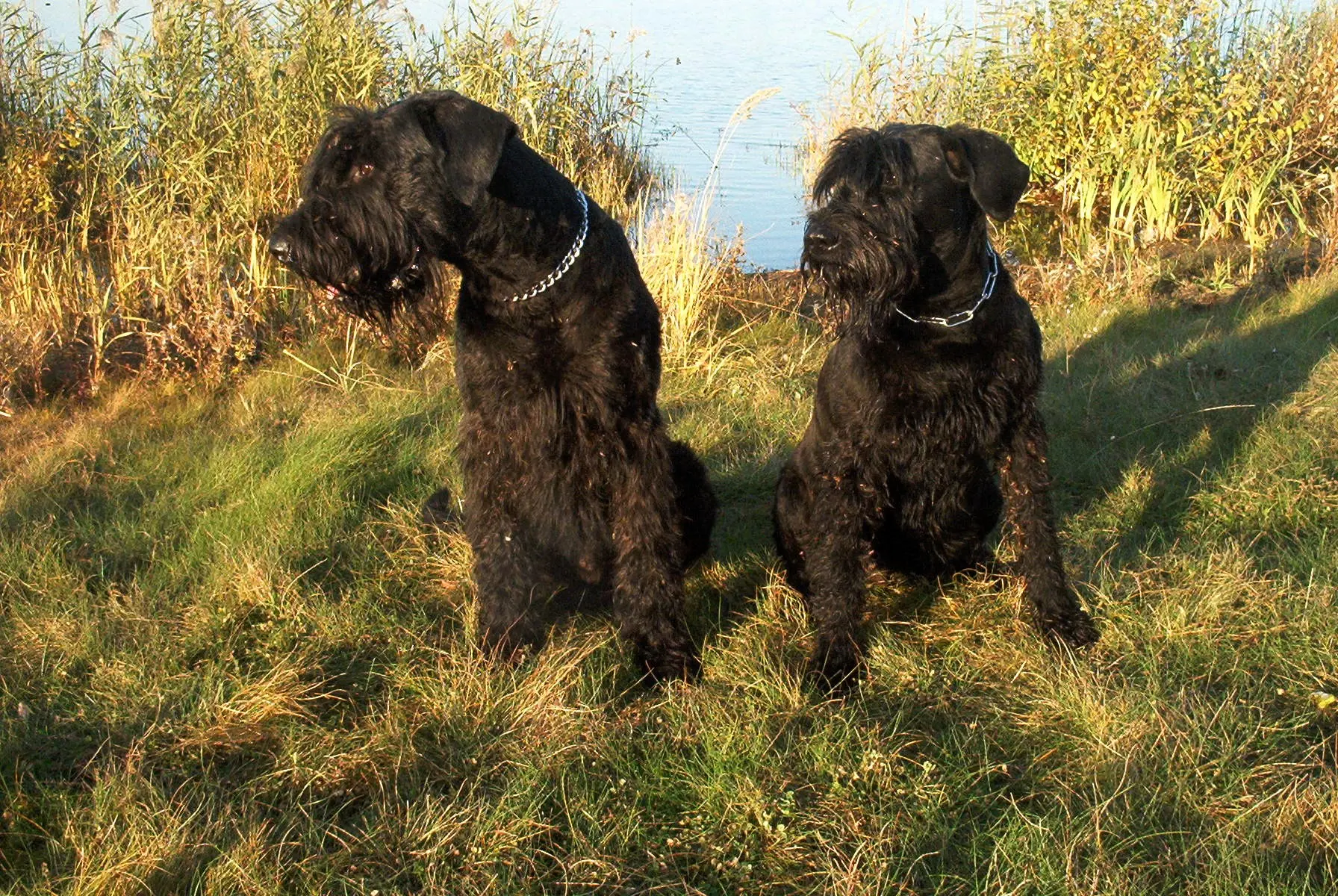 Die Riesenschnauzer Bessy und Eiko sitzen gemeinsam auf einer Wiese.