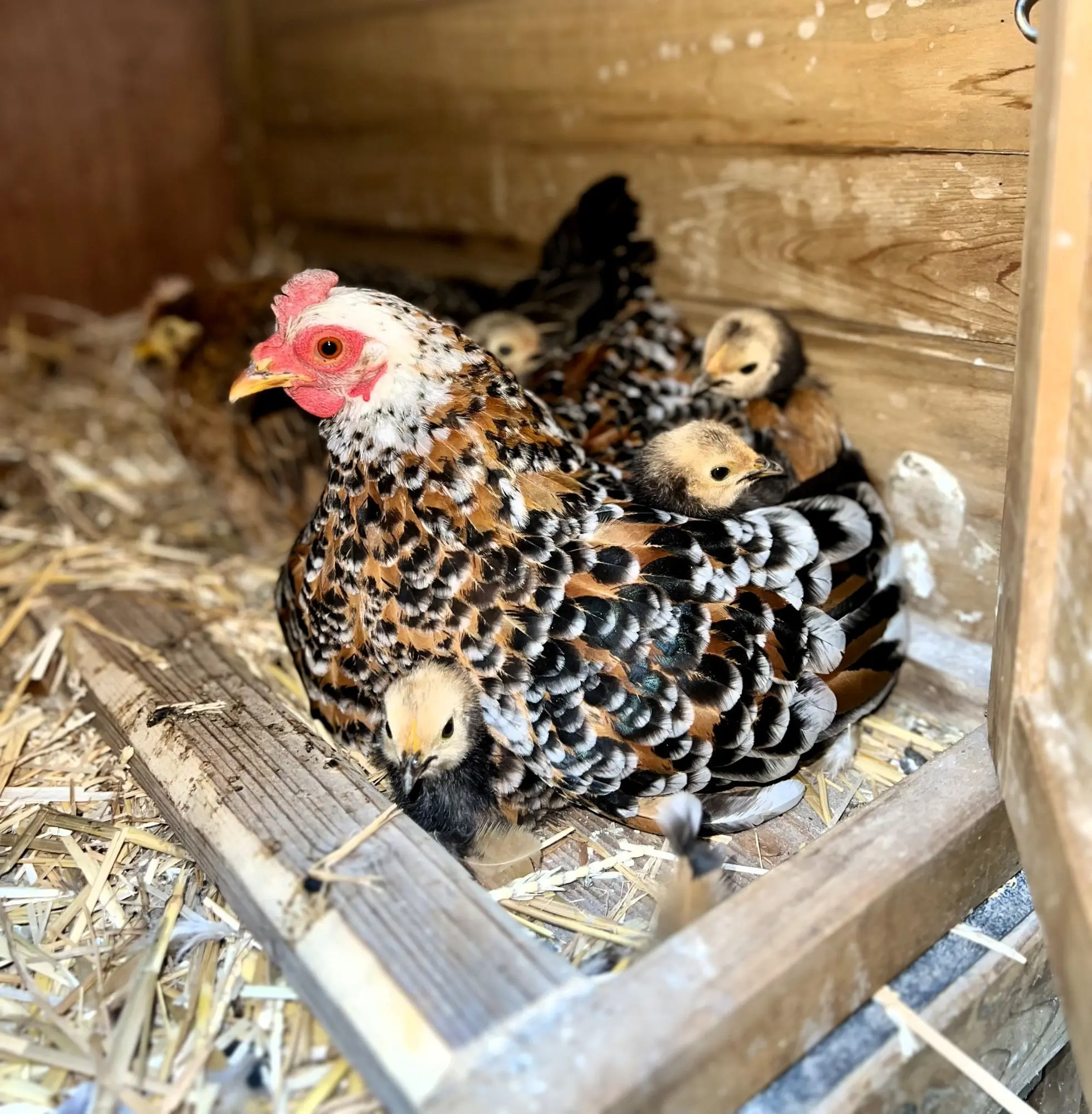 Eine Henne sitzt mit ihren Küken geschützt im Stall.