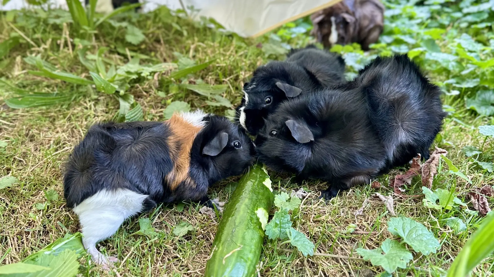 Mehrere Meerschweinchen sitzen gemeinsam im Grünen.
