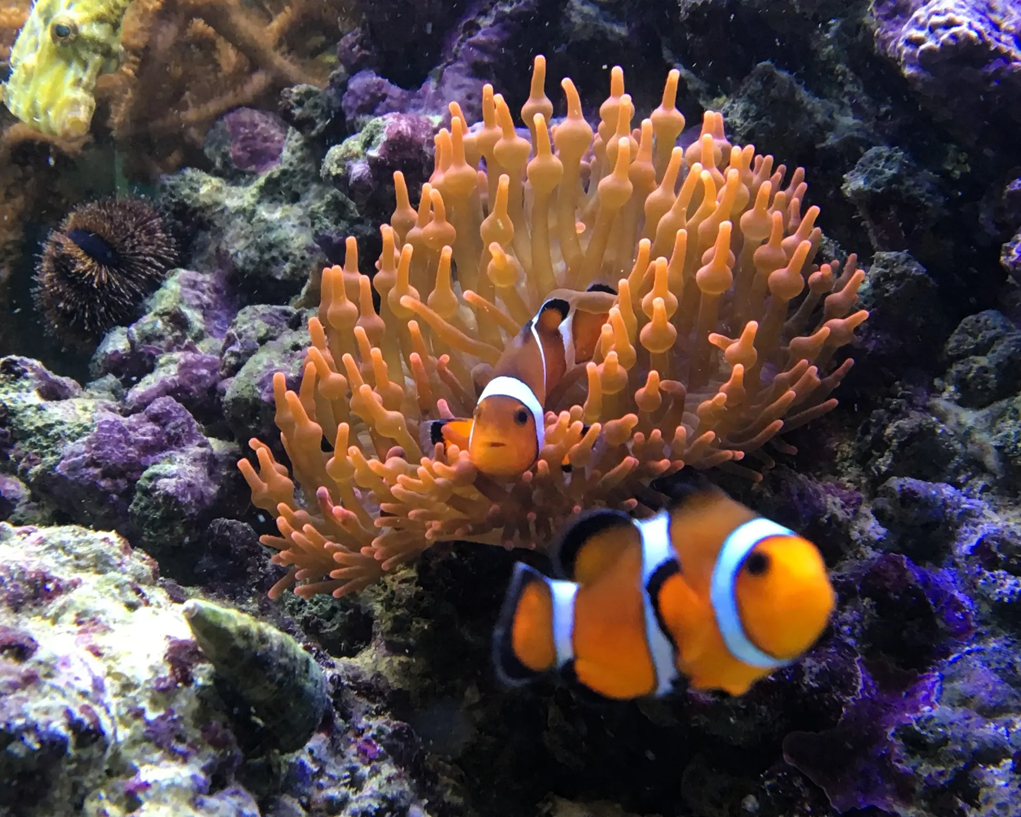 Anemonenfische schwimmen in einem Meerwasseraquarium.