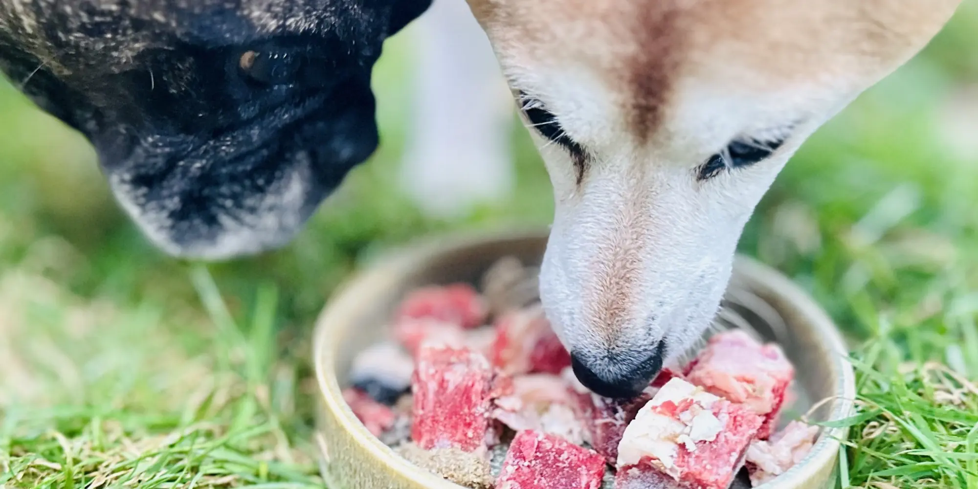 Hund bei der natürlichen Fütterung