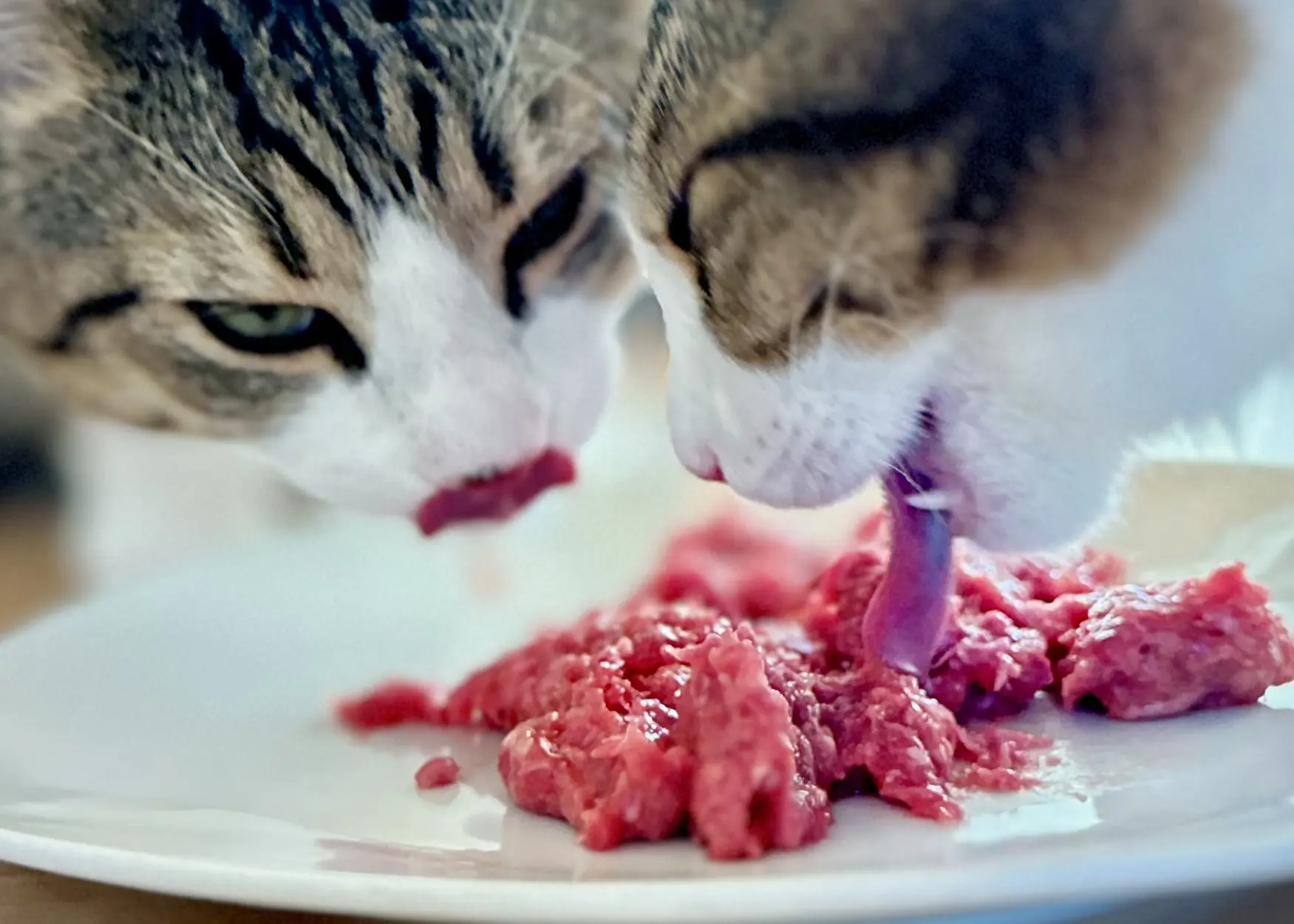 Katze bei der Fütterung
