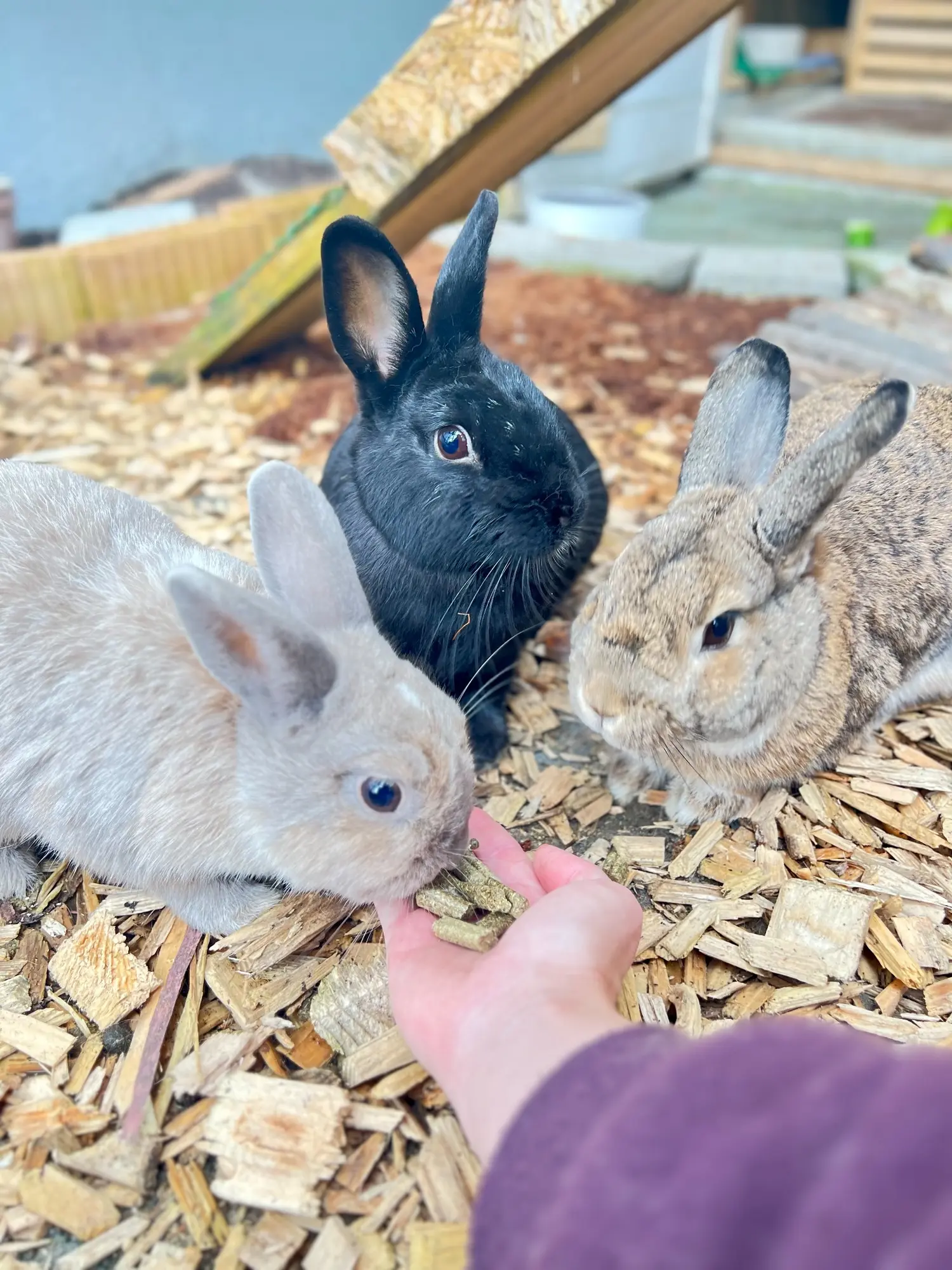 Drei Kaninchen nehmen Futter aus einer Hand.
