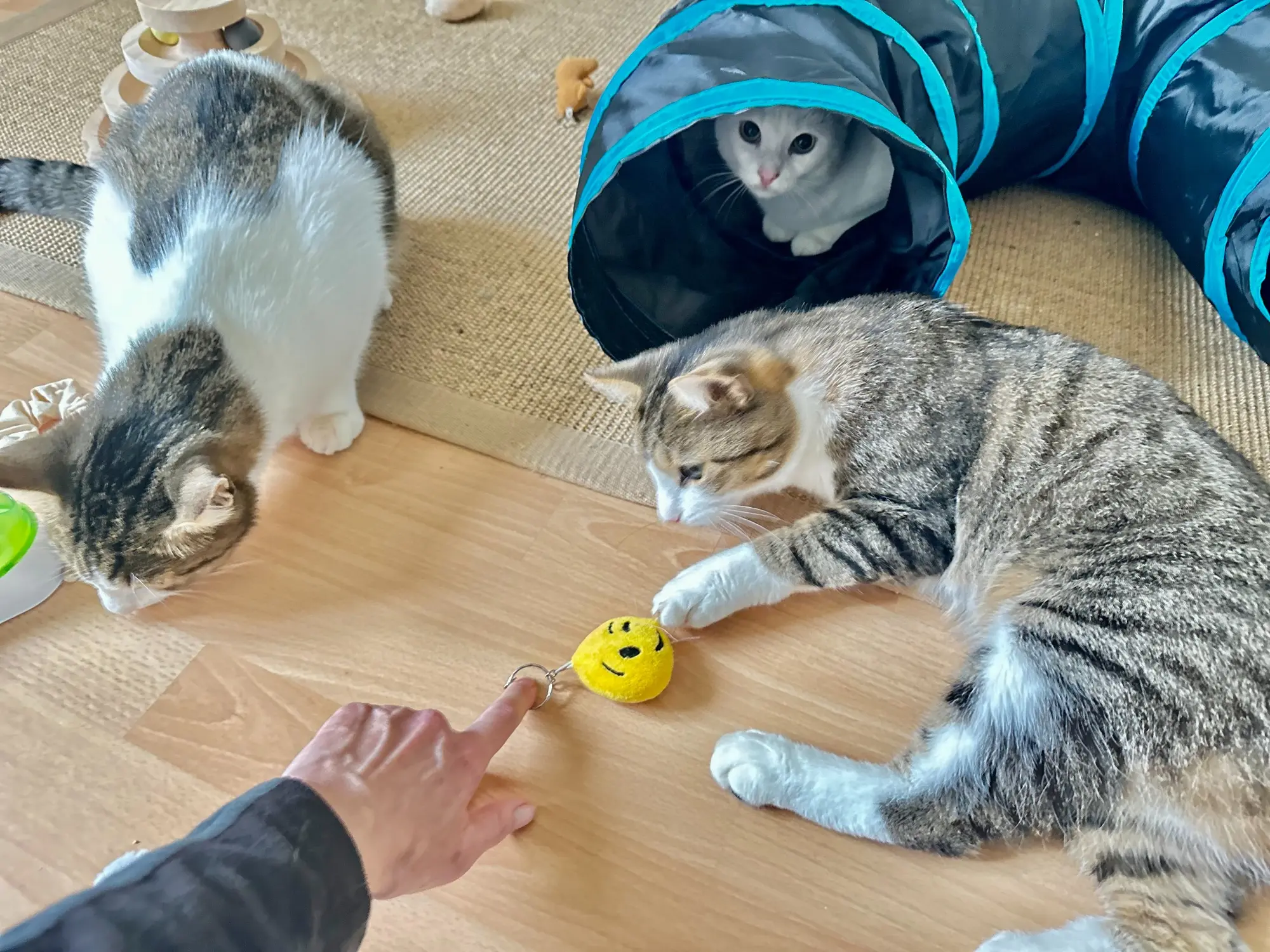 Drei Katzen beim gemeinsamen Spielen und Beschäftigen zu Hause