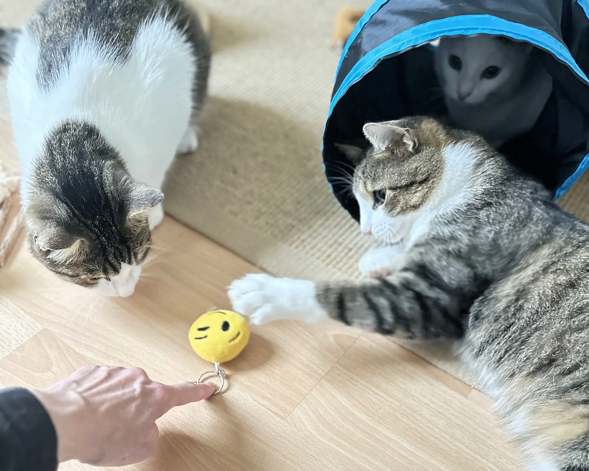 Drei Katzen beobachten ein Spielzeug während der Betreuung in ihrer vertrauten Umgebung.