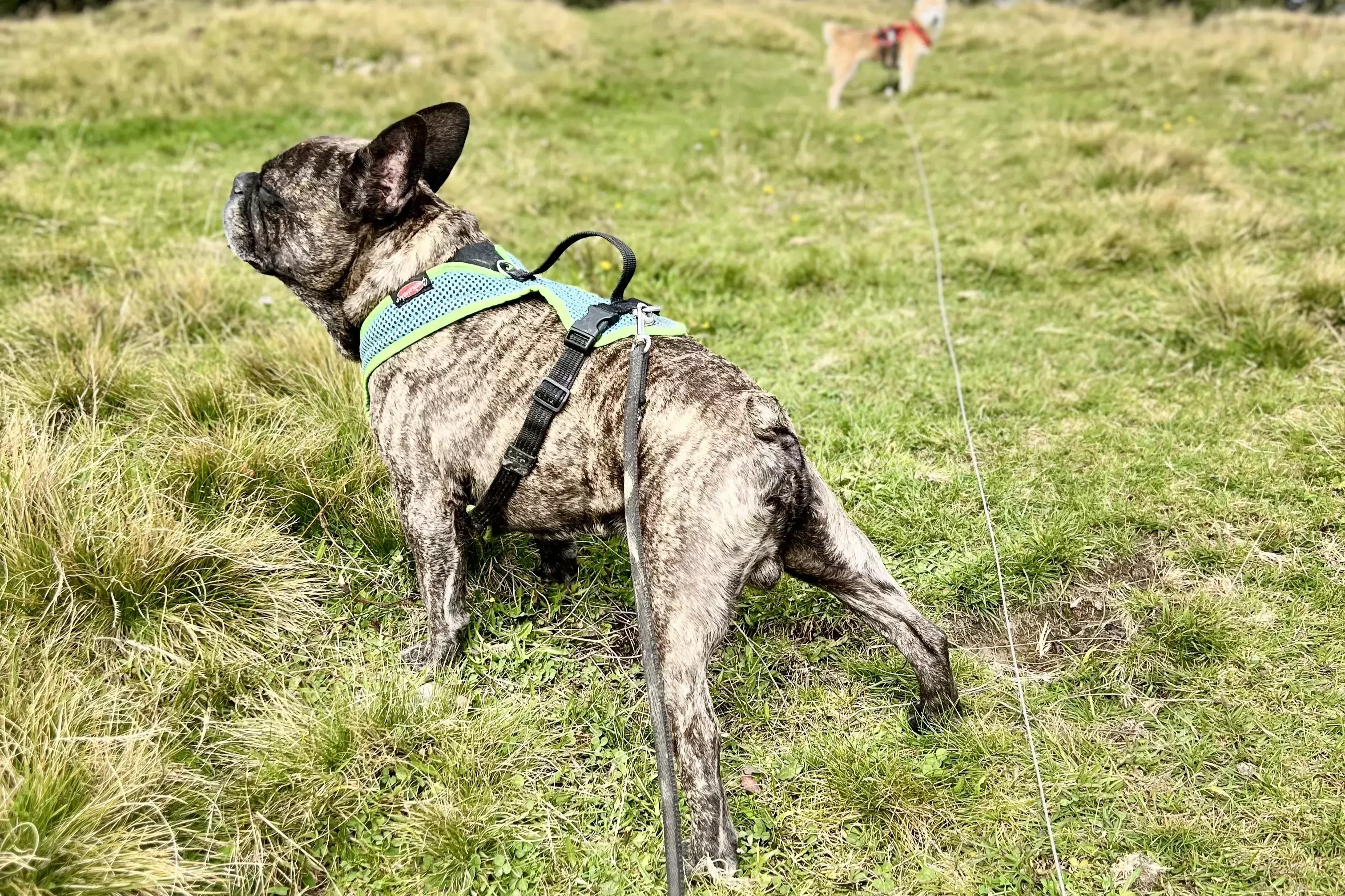 Hund mit blau gemustertem Grossenbacher Geschirr steht seitlich auf einer Wiese und zeigt die Passform des Geschirrs.