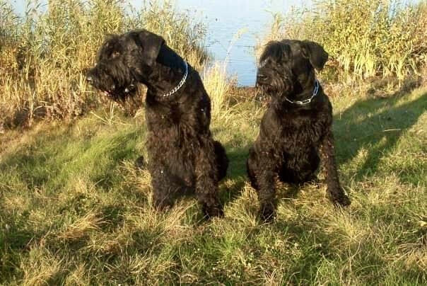 Zwei schwarze Riesenschnauzer auf einer Wiese