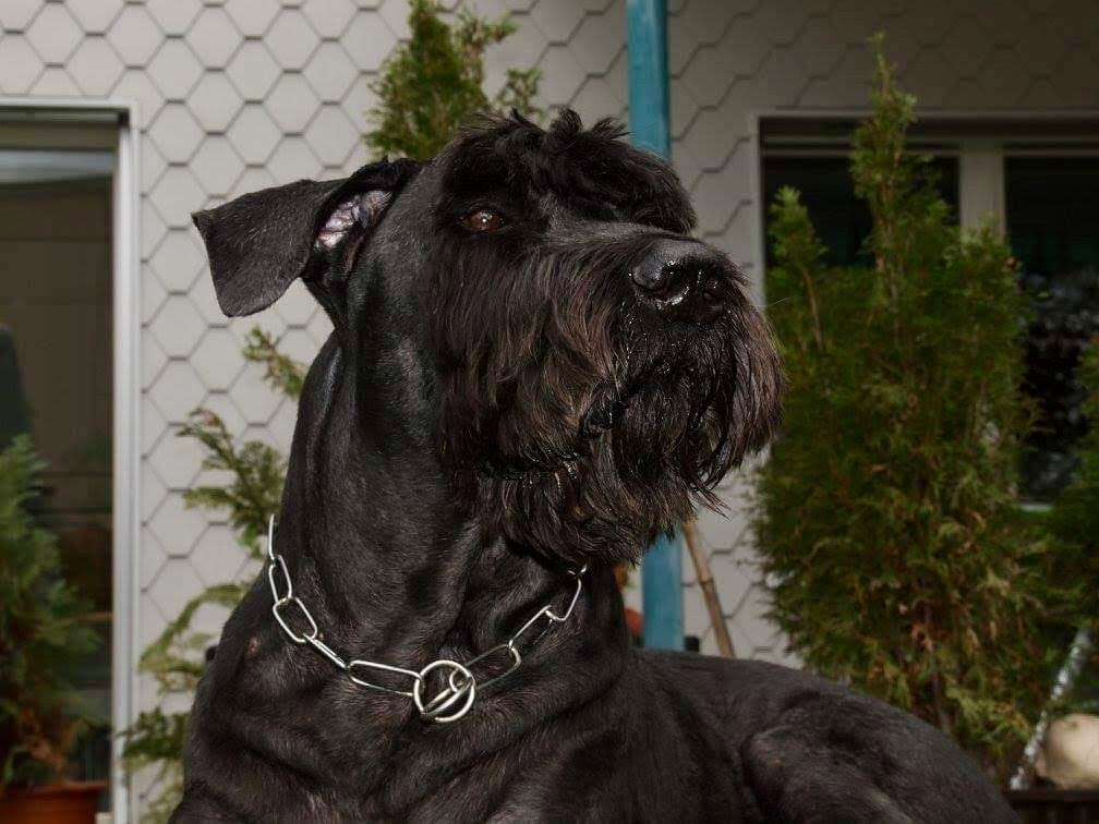 Schwarzer Riesenschnauzer Eiko im Portrait
