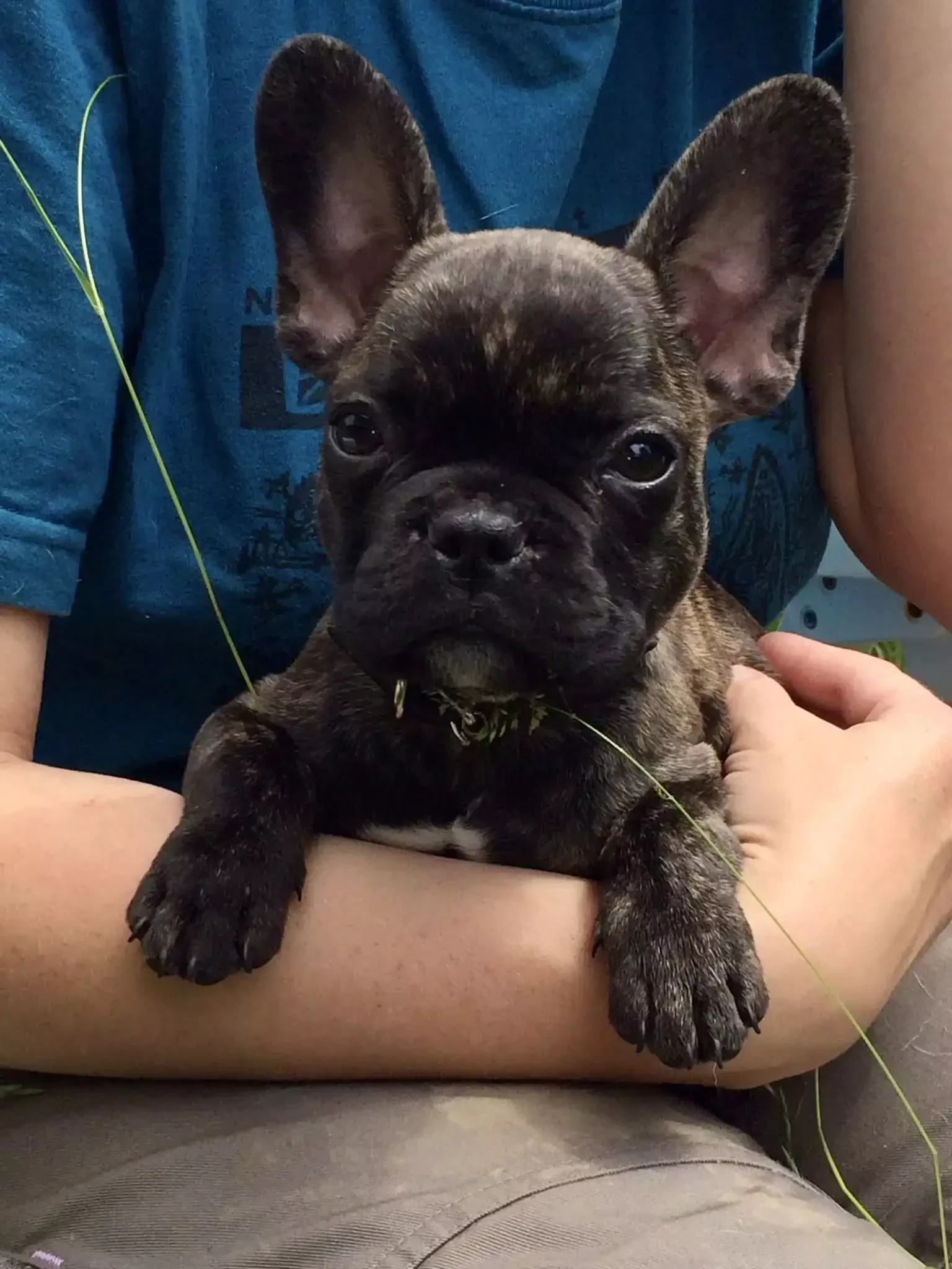 Französische Bulldogge Kostas als Welpe schaut in die Kamera