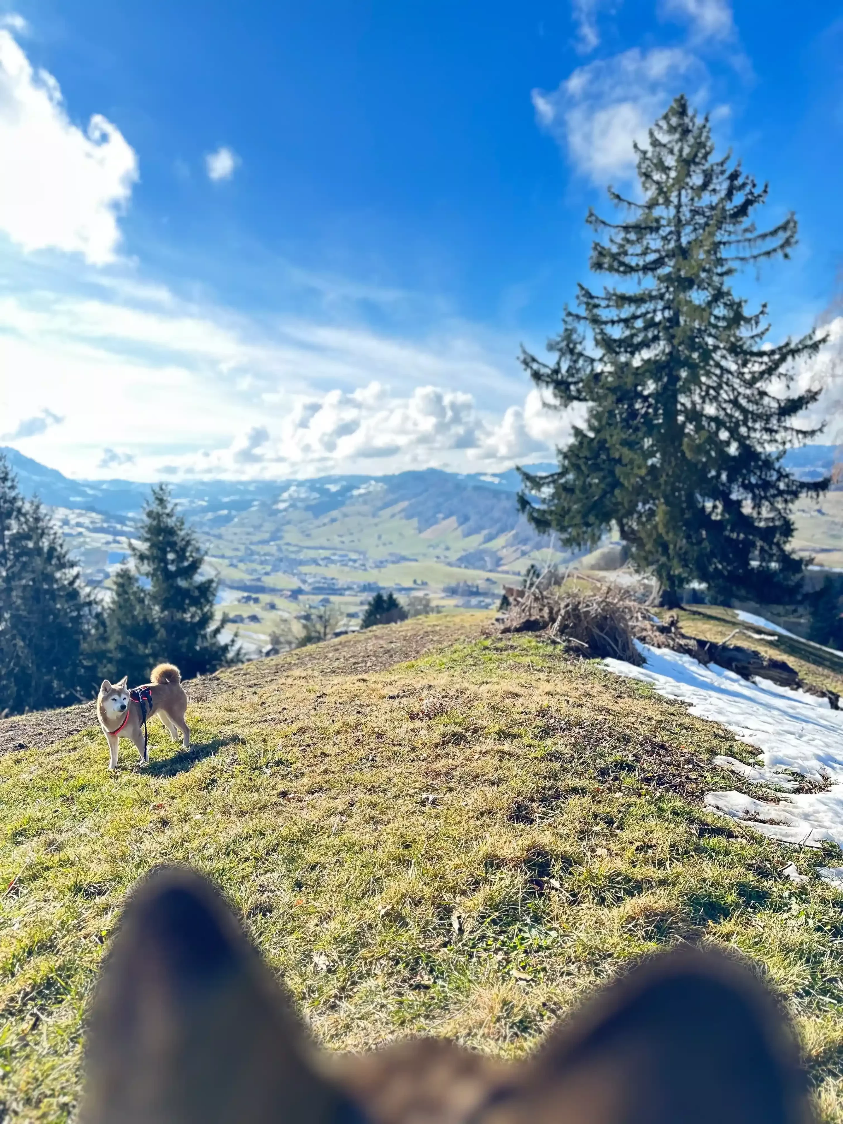 Blick über Hundekopf auf einen Bergweg mit weitem Tal