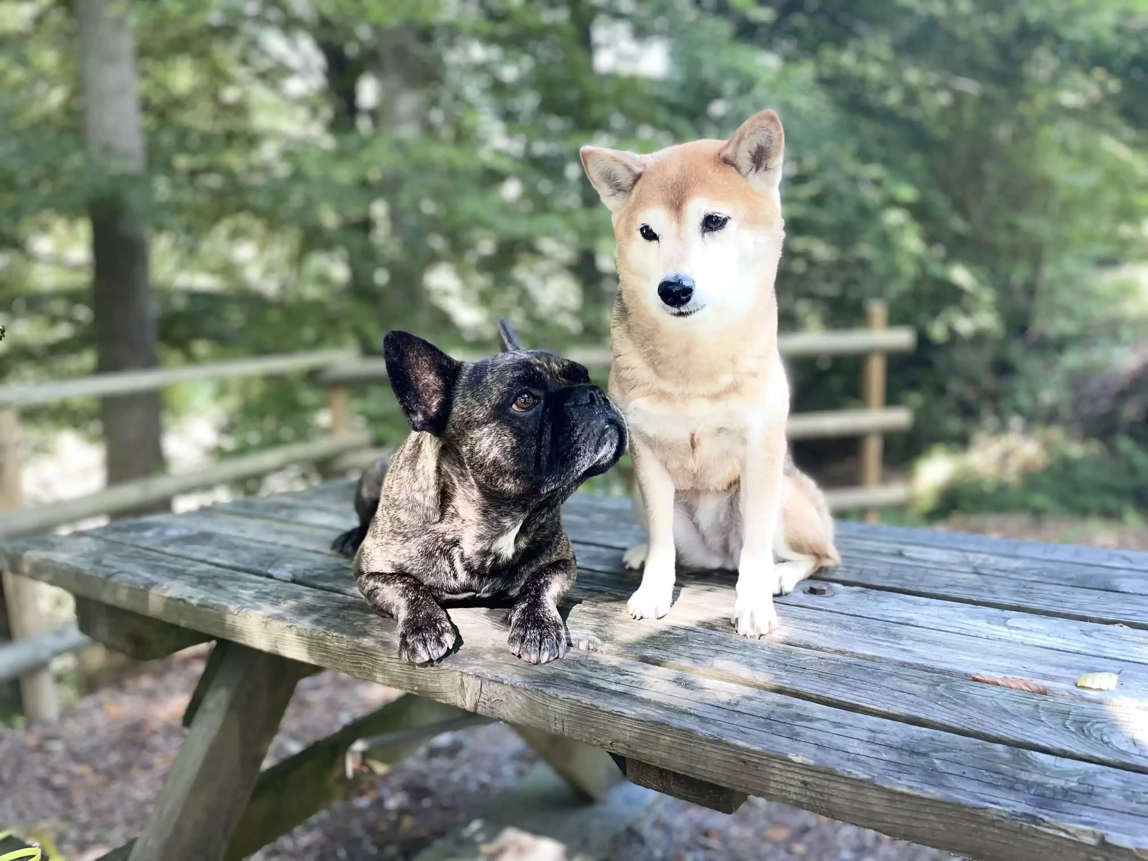 Ayumi und Kostas sitzen gemeinsam auf einer Holzbank