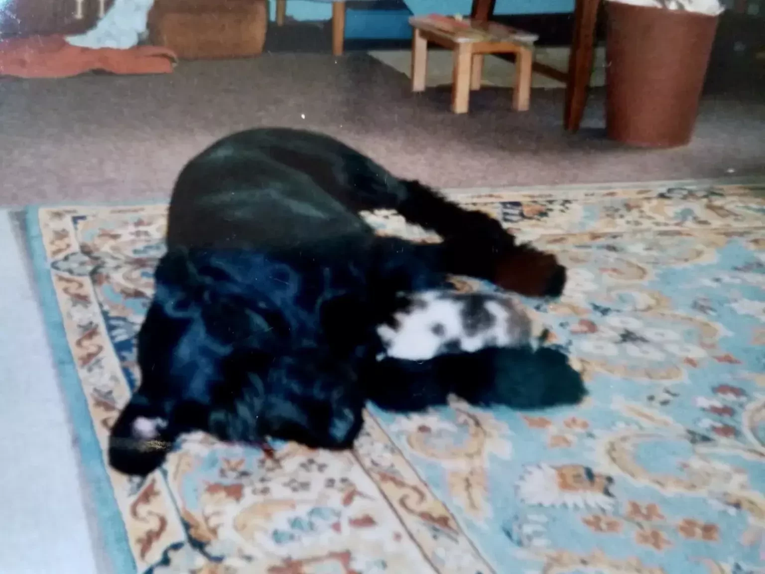 Riesenschnauzerhündin Bessy liegt neben einer Katzenmama mit Kitten als Einblick in Danielas frühen Tieralltag.