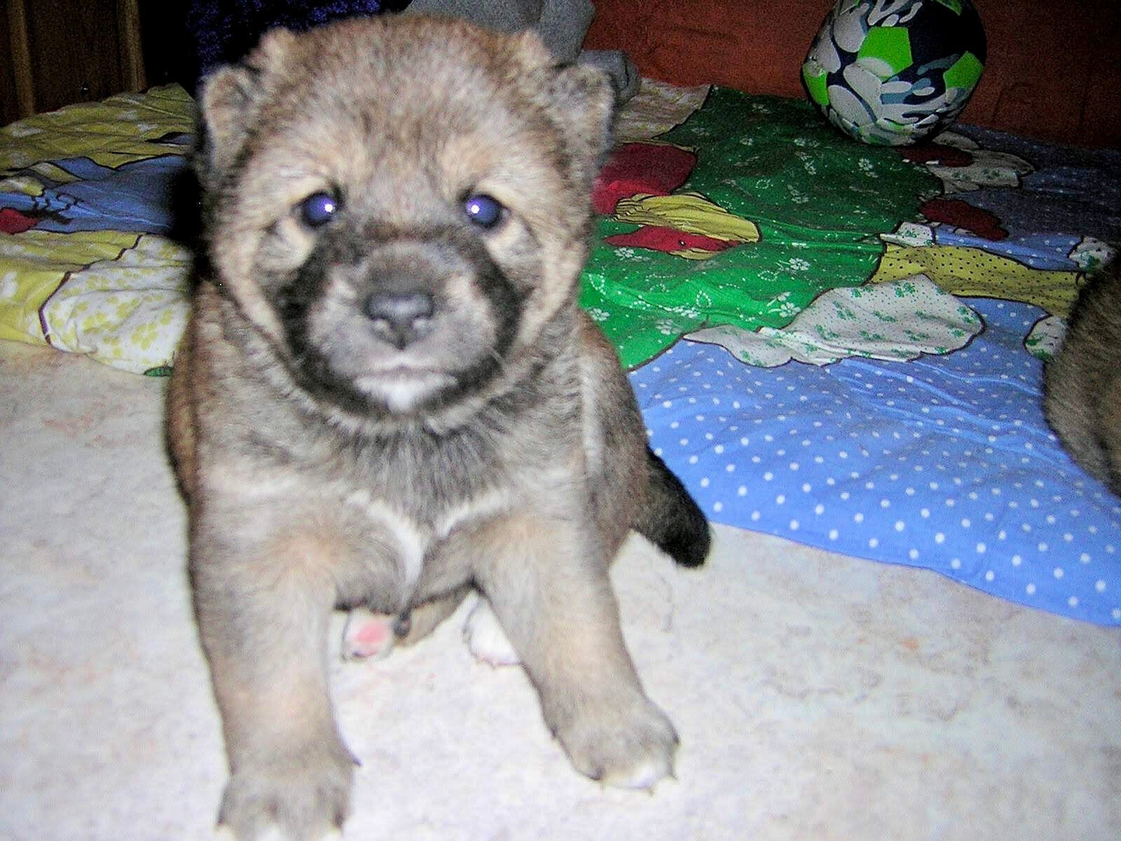 Shiba-Inu-Welpe Ayumi liegt auf einer Decke